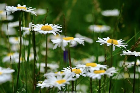 J’me marie, j’me marie pas…