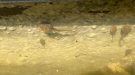 La saison des têtards