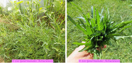 Brochettes de carottes caramélisées sur lit de feuilles de vigne et roquette (Vegan) Brochettes de carottes caramélisées sur lit de feuilles de vigne et roquette (Vegan)