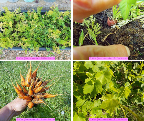 Brochettes de carottes caramélisées sur lit de feuilles de vigne et roquette (Vegan) Brochettes de carottes caramélisées sur lit de feuilles de vigne et roquette (Vegan)