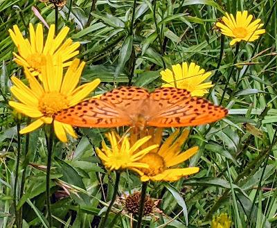 Großer Perlmuttfalter - Speyeria aglaja - Le Grand Nacré - 6 Bilder / 6 photos