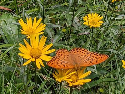 Großer Perlmuttfalter - Speyeria aglaja - Le Grand Nacré - 6 Bilder / 6 photos