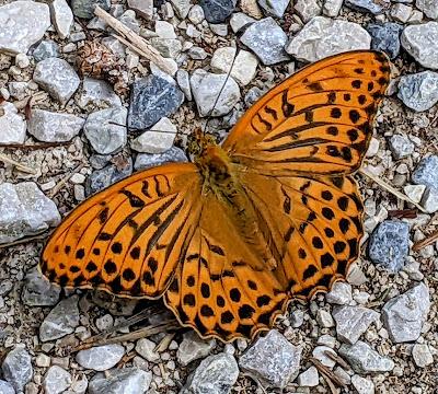 Großer Perlmuttfalter - Speyeria aglaja - Le Grand Nacré - 6 Bilder / 6 photos