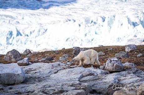 Expédition polaire au Svalbard: Notre rencontre avec Nanuq, l'ours polaire !