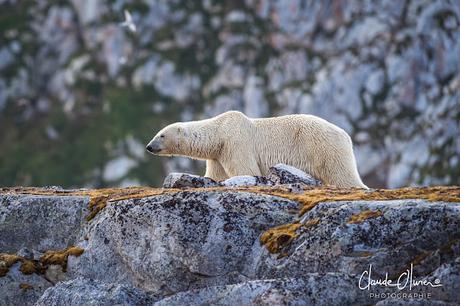 Expédition polaire au Svalbard: Notre rencontre avec Nanuq, l'ours polaire !