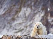 Expédition polaire Svalbard: Notre rencontre avec Nanuq, l'ours