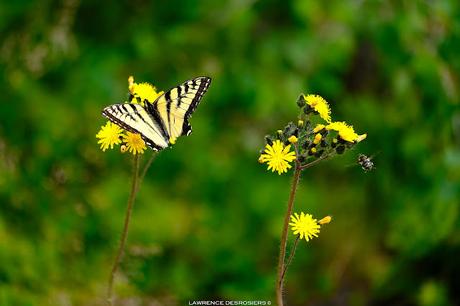 Le déchiré… Le déchiré…