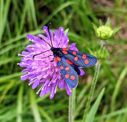Blutströpfchen - Zygène / 4 Bilder - 4 photos
