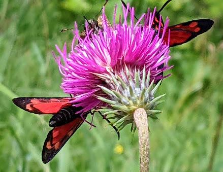 Blutströpfchen - Zygène / 4 Bilder - 4 photos