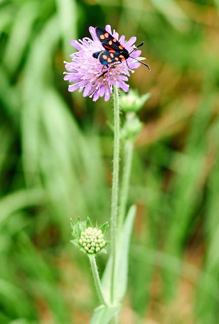 Blutströpfchen - Zygène / 4 Bilder - 4 photos