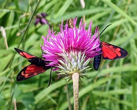 Blutströpfchen - Zygène / 4 Bilder - 4 photos