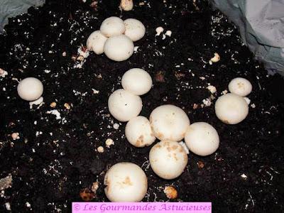 Risotto aux courgettes et champignons confits (Vegan)
