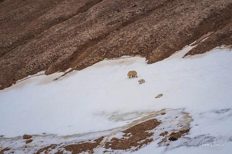 Expédition polaire au Svalbard: L'ours et ses petits et le glacier d'Etonbreen !