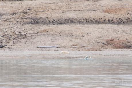 Expédition polaire au Svalbard: L'ours et ses petits et le glacier d'Etonbreen !