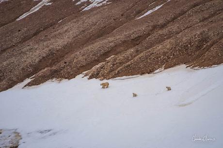 Expédition polaire au Svalbard: L'ours et ses petits et le glacier d'Etonbreen !