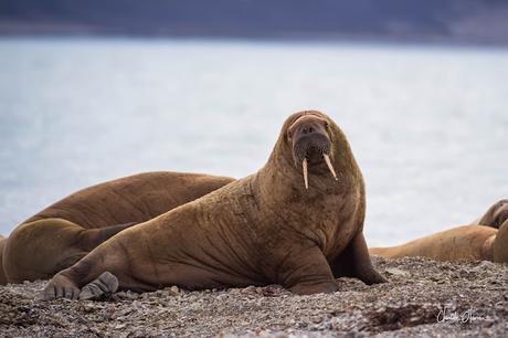 Expédition polaire au Svalbard: Les morses et la colonie aux 100'000 guillemots !