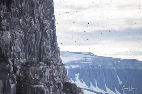 Expédition polaire au Svalbard: Les morses et la colonie aux 100'000 guillemots !