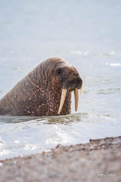 Expédition polaire au Svalbard: Les morses et la colonie aux 100'000 guillemots !