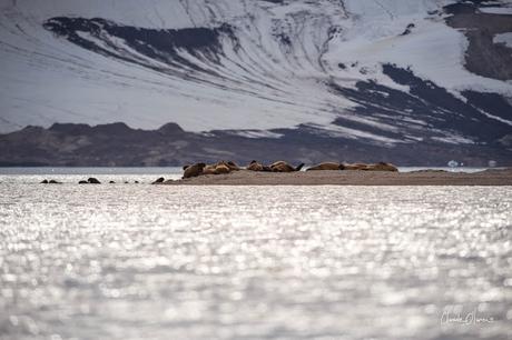 Expédition polaire au Svalbard: Les morses et la colonie aux 100'000 guillemots !