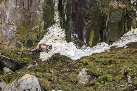 Expédition polaire au Svalbard: Les morses et la colonie aux 100'000 guillemots !