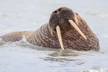 Expédition polaire au Svalbard: Les morses et la colonie aux 100'000 guillemots !