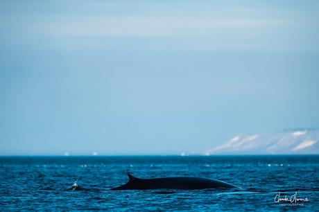 Expédition polaire au Svalbard: Les morses et la colonie aux 100'000 guillemots !