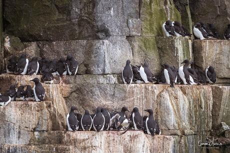 Expédition polaire au Svalbard: Les morses et la colonie aux 100'000 guillemots !