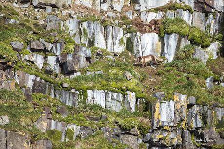 Expédition polaire au Svalbard: Les morses et la colonie aux 100'000 guillemots !