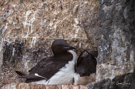 Expédition polaire au Svalbard: Les morses et la colonie aux 100'000 guillemots !