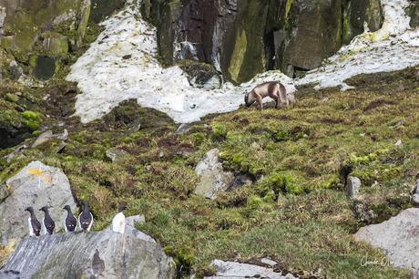 Expédition polaire au Svalbard: Les morses et la colonie aux 100'000 guillemots !