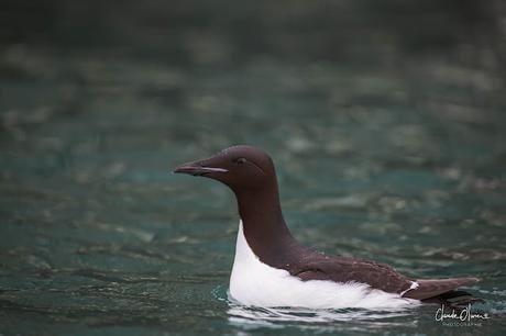 Expédition polaire au Svalbard: Les morses et la colonie aux 100'000 guillemots !