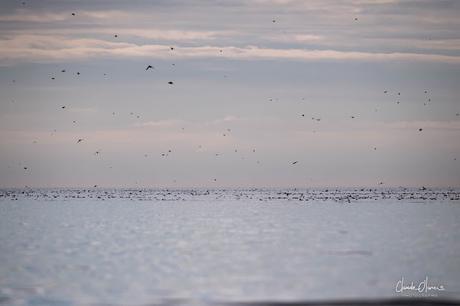 Expédition polaire au Svalbard: Les morses et la colonie aux 100'000 guillemots !