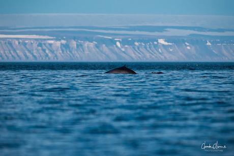 Expédition polaire au Svalbard: Les morses et la colonie aux 100'000 guillemots !