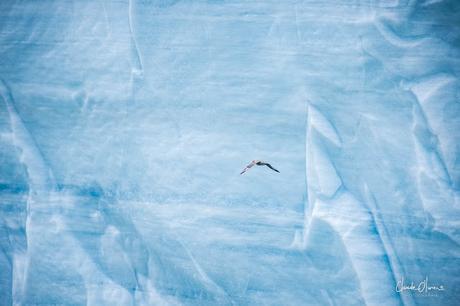 Expédition polaire au Svalbard: notre rencontre avec la calotte polaire !