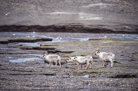 Expédition polaire au Svalbard: Les mouettes tridactyles, les rennes et les morses !