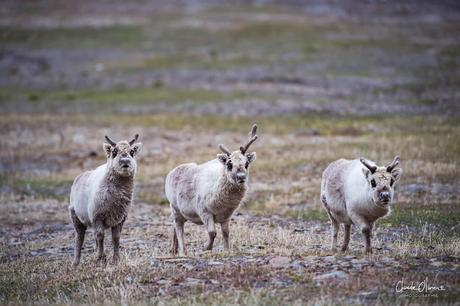 Expédition polaire au Svalbard: Les mouettes tridactyles, les rennes et les morses !