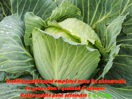 La France - La choucroute d'Alsace