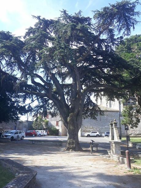 La France - La collégiale St Vincent de Montréal - Aude