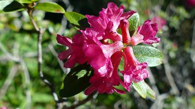 Rostblättrige Alpenrose — Rhododendron ferrugineum — Rhododendron ferrugineux ou Rose des Alpes 10 Bilder / 10 photos