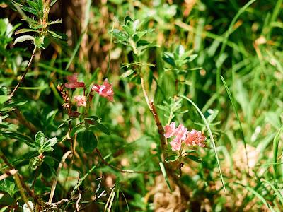 Rostblättrige Alpenrose — Rhododendron ferrugineum — Rhododendron ferrugineux ou Rose des Alpes 10 Bilder / 10 photos