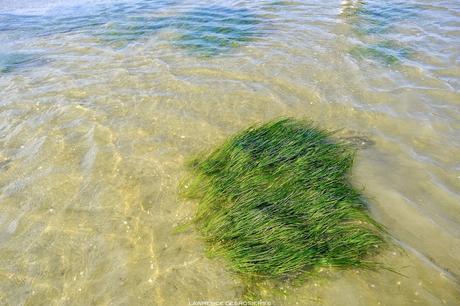 Batture… Batture…