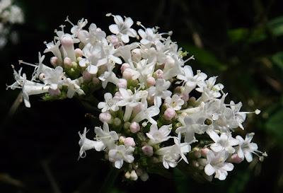 Valériane officinale (Valeriana officinalis)
