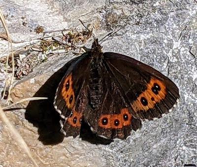 3 bayerische Schmetterlinge / 7 Bilder — 3 butterflies / 7 pictures