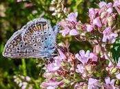bayerische Schmetterlinge Bilder butterflies pictures