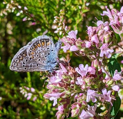 3 bayerische Schmetterlinge / 7 Bilder — 3 butterflies / 7 pictures