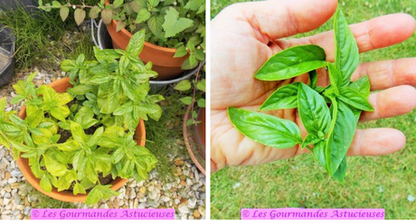 Spaghettis à l'ail éléphant (Vegan) Spaghettis à l'ail éléphant (Vegan)