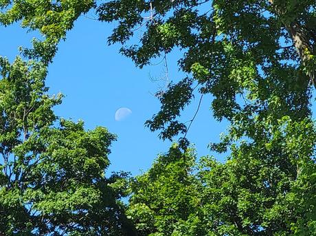 Muffins anglais Muffins anglais