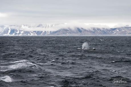 Expédition polaire au Svalbard: le glacier de Samarin et nos au revoir à cette région incroyable!