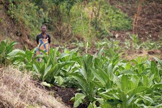 PLANTES : SCIENCE ET SAVOIRS-FAIRE ANCESTRAUX PLANTES : SCIENCE ET SAVOIRS-FAIRE ANCESTRAUX