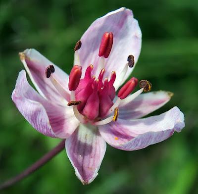 Butome en ombelle (Butomus umbellatus)
